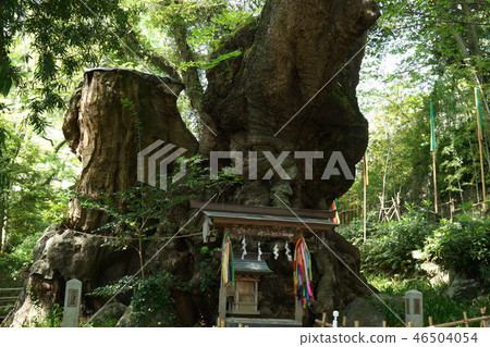 新宮神社的Atsushi大神社 新宮神社的Atsushi大神社 46504054