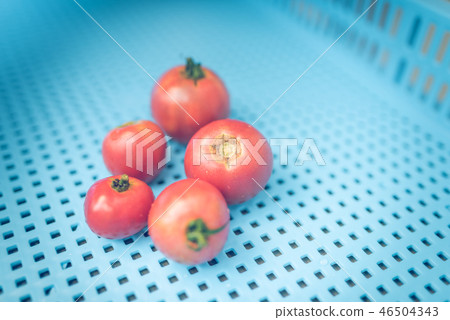 番茄 西紅柿 不規則 46504343