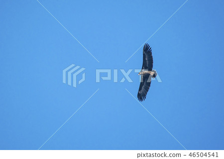 鷹,Cheorwon,江原道 鷹,Cheorwon,江原道 46504541