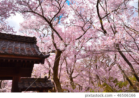 Sakuragaoka Takato小Hagi Sakura 46506166