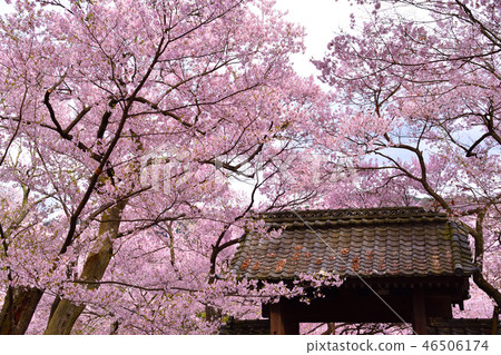 Sakuragaoka Takato小Hagi Sakura 46506174