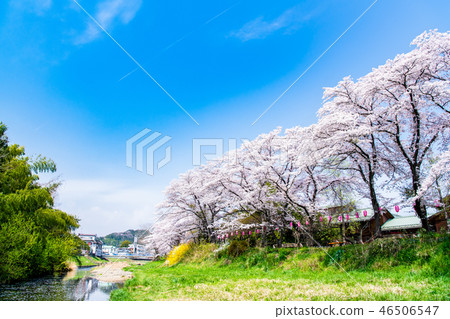 A row of cherry blossom trees in the Shioda Cultivated Embankment, Hinode-cho, Tokyo 46506547