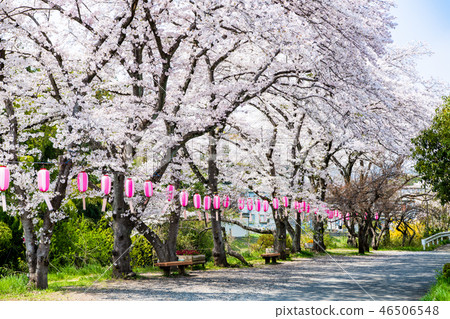 A row of cherry blossom trees in the Shioda Cultivated Embankment, Hinode-cho, Tokyo A row of cherry blossom trees in the Shioda Cultivated Embankment, Hinode-cho, Tokyo 46506548