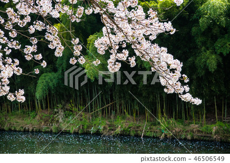 A row of cherry blossom trees in the Shioda Cultivated Embankment, Hinode-cho, Tokyo A row of cherry blossom trees in the Shioda Cultivated Embankment, Hinode-cho, Tokyo 46506549