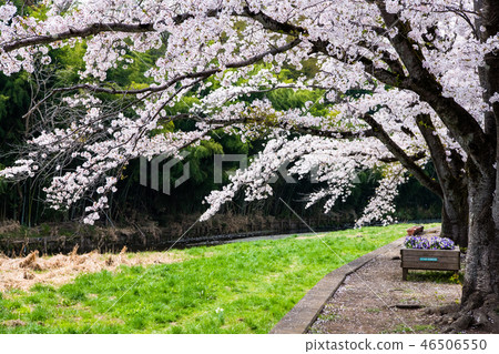 A row of cherry blossom trees in the Shioda Cultivated Embankment, Hinode-cho, Tokyo A row of cherry blossom trees in the Shioda Cultivated Embankment, Hinode-cho, Tokyo 46506550