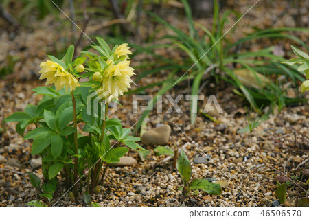 聖誕節玫瑰 46506570