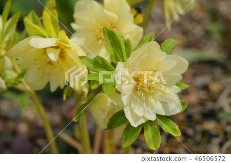 聖誕節玫瑰 聖誕節玫瑰 46506572