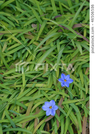 IPHEION蘆 IPHEION蘆 46506586