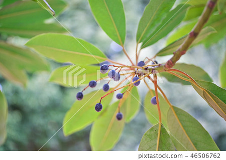 Yuzuriha with black fruits Yuzuriha with black fruits 46506762