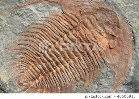 Fossil of a trilobites from the ordovician period 46506913