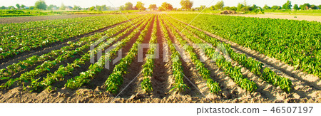 vegetable rows of pepper grow in the field. 46507197