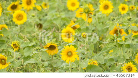 Bayberry flower festival Bayberry flower festival 46507314