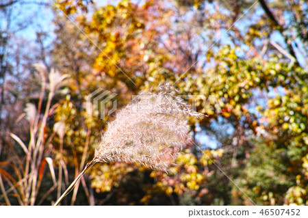 冬天風景圖像Suki 冬天風景圖像Suki 46507452