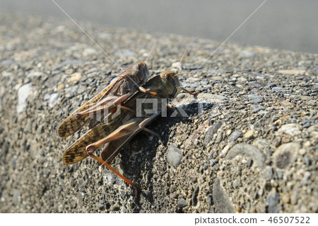 Pairing of grasshoppers 46507522