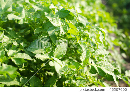 bush plant of young potato growing in the field bush plant of young potato growing in the field 46507600