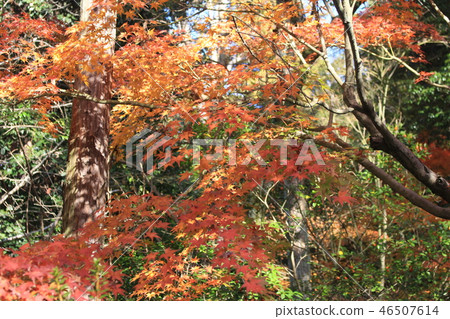 秋天的樹葉 46507614