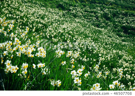 Echizen Coast Narcissus Echizen Coast Narcissus 46507708