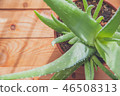aloe vera on wooden background 46508313