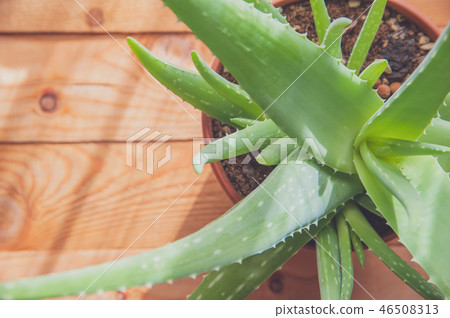 aloe vera on wooden background aloe vera on wooden background 46508313