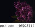 purple orchid on a black background 46508314