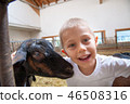 a child plays and has fun with goats 46508316
