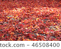 Autumn leaves 46508400