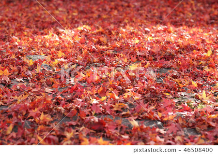 Autumn leaves Autumn leaves 46508400