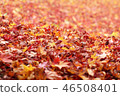 Autumn leaves 46508401