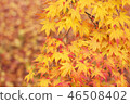 Autumn leaves 46508402