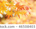 Autumn leaves 46508403