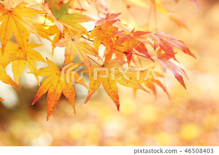 Autumn leaves Autumn leaves 46508403