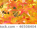 Autumn leaves 46508404