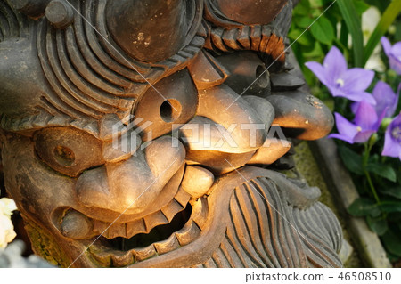 Botanical museum of the star of miracle 46508510