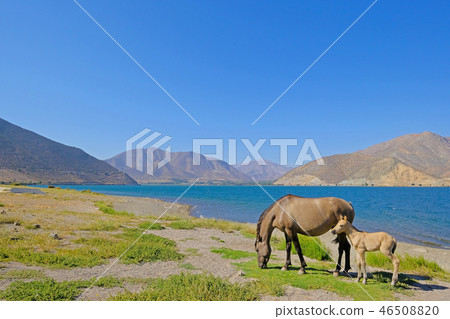 Wild horses at the dam of the Embalse Puclaro lake, Vicuna, Elqui valley, Chile, South America Wild horses at the dam of the Embalse Puclaro lake, Vicuna, Elqui valley, Chile, South America 46508820
