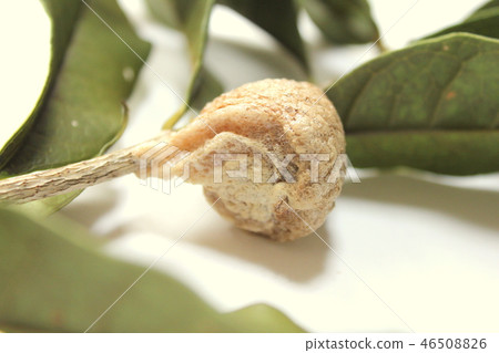 Mantis egg (twist of the spring tree) 46508826