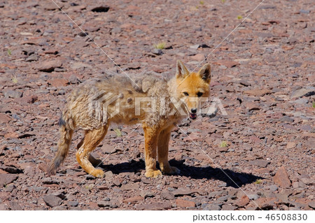 Andean fox, lycalopex culpaeus, also known as culpeo, zorro culpeo or andean wolf, near Paso Pircas 46508830