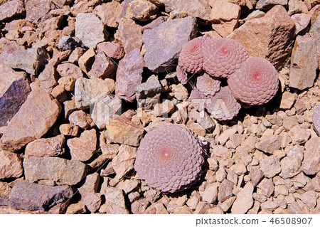 Red brown unidentifiable houseleeks, Sempervivum, near Paso de la Cumbre or Cristo Redentor in the Red brown unidentifiable houseleeks, Sempervivum, near Paso de la Cumbre or Cristo Redentor in the 46508907