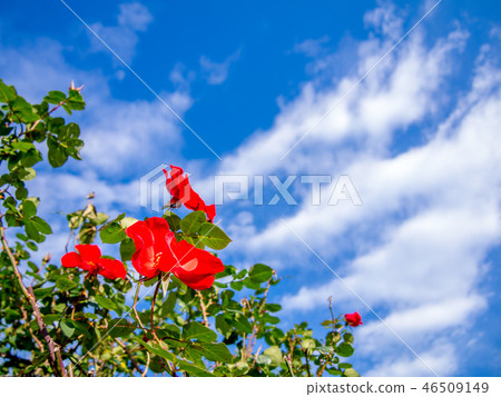 [Shizuoka Prefecture Izu City] Red roses blooming in the park [Shuzenji Niji no Sato] 46509149