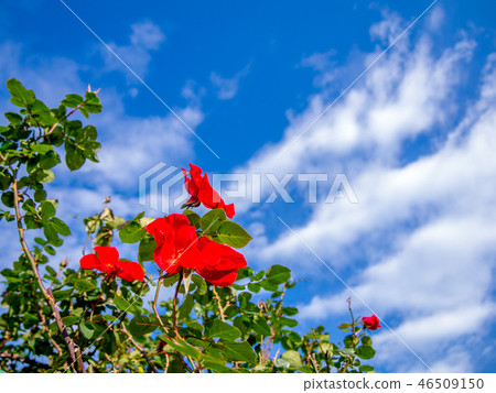[Shizuoka Prefecture Izu City] Red roses blooming in the park [Shuzenji Niji no Sato] 46509150