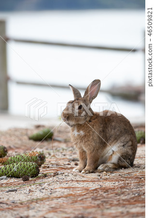 Wild Rabbit - Rabbit's Paradise Okunoshima - 46509821