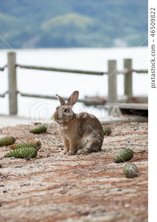 Wild Rabbit - Rabbit's Paradise Okunoshima - 46509822