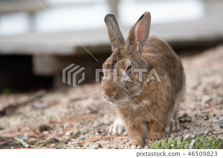 Wild Rabbit - Rabbit's Paradise Okunoshima - 46509823