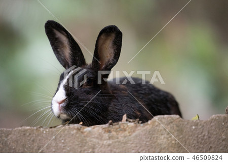 野兔 - 兔子天堂Okunoshima  -  46509824