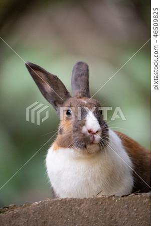野兔 - 兔子天堂Okunoshima - 野兔 - 兔子天堂Okunoshima - 46509825