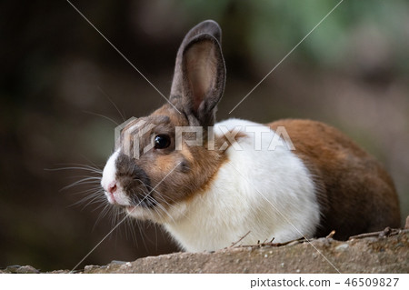 野兔 - 兔子天堂Okunoshima - 野兔 - 兔子天堂Okunoshima - 46509827