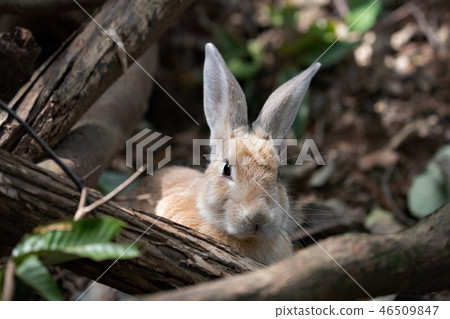 Wild Rabbit - Rabbit's Paradise Okunoshima - 46509847