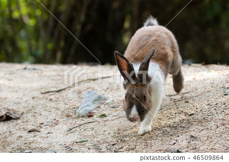 野兔 - 兔子天堂Okunoshima  -  46509864