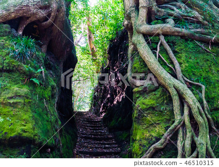 [東京]伊豆大島的Izumitsu 46510315