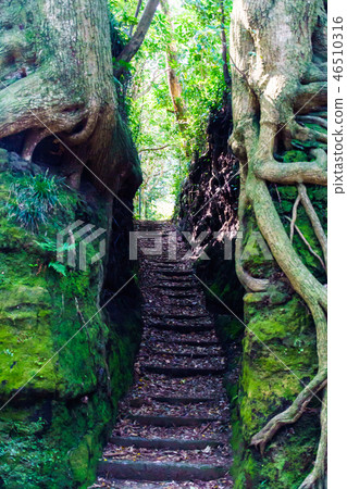 [東京]伊豆大島的Izumitsu 46510316