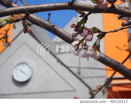 盛開的櫻花* Up Ver。 46510317